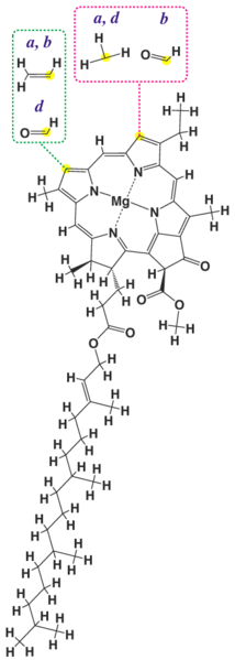 File:Chlorophyll structure.png