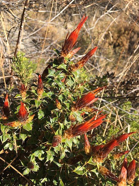 File:Chuquiraga spinosa 57479324.jpg