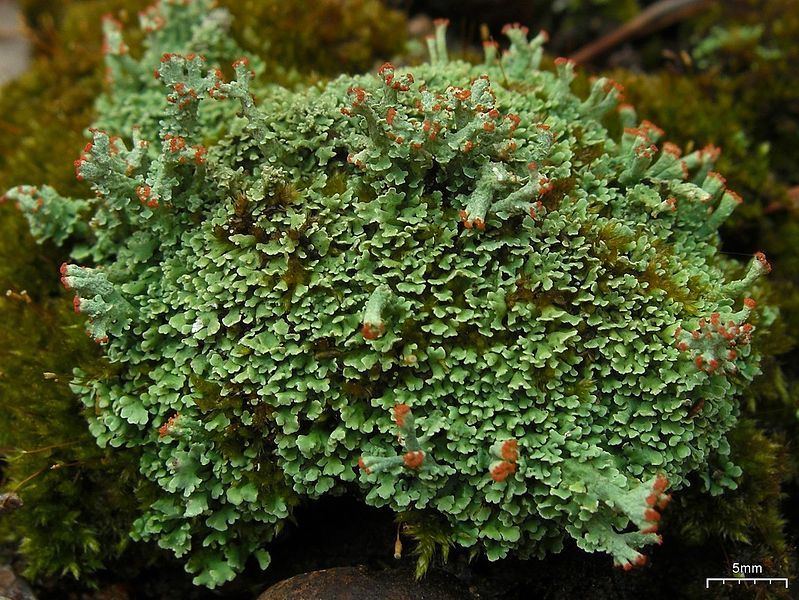 File:Cladonia sobolescens? (4504249827).jpg