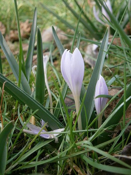 File:Colchicum hungaricum RHu.JPG