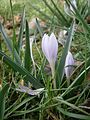 Colchicum hungaricum