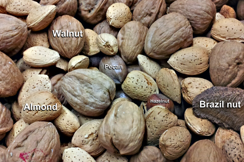 File:Common-nuts.png