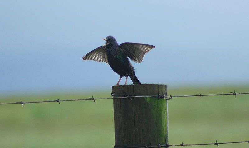 File:Common Starling (15547964051).jpg