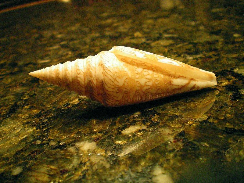 File:Conus-excelsus.jpg