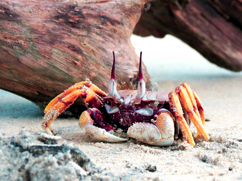 File:Crab.png