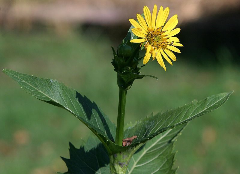 File:Cup plant.jpg