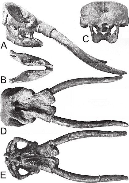 File:Cuvieronius skull diagram.jpg