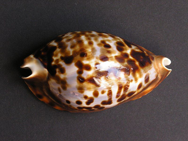 File:Cypraea friendii.jpg