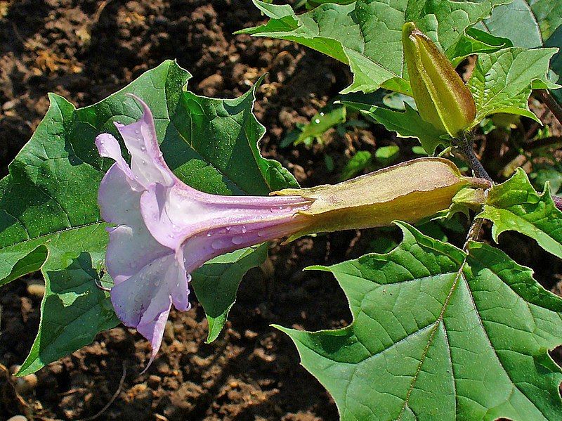 File:Datura stramonium 002.JPG