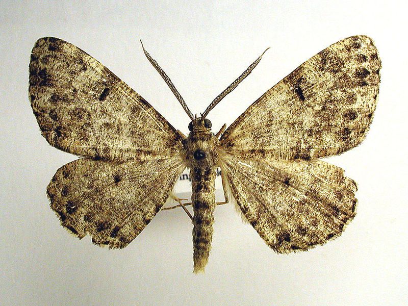 File:Deileptenia ribeata.jpg