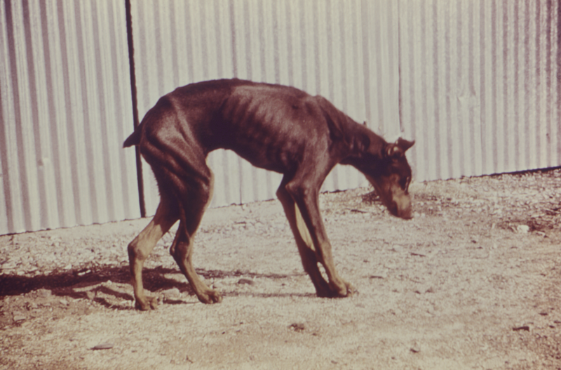 File:Dog with Coccidioidomycosis.png