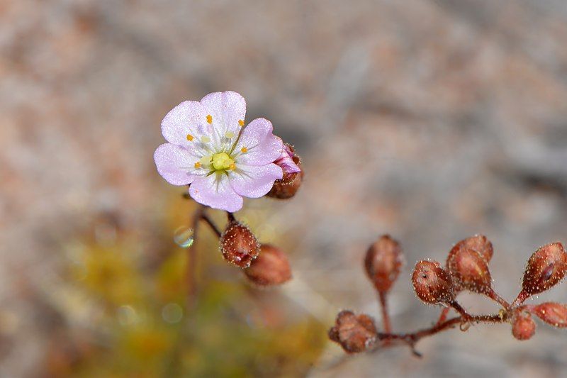 File:Drosera omissa.jpg