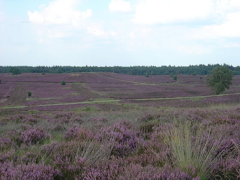 File:Elspeetse Heide achtergrond.jpg