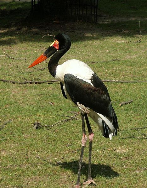 File:Ephippiorhynchus senegalensis.jpg