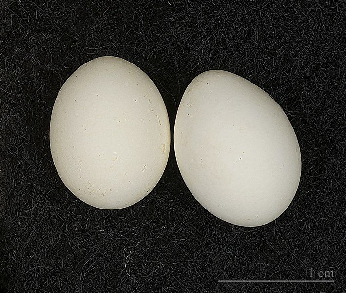 File:Estrilda astrild MHNT.jpg