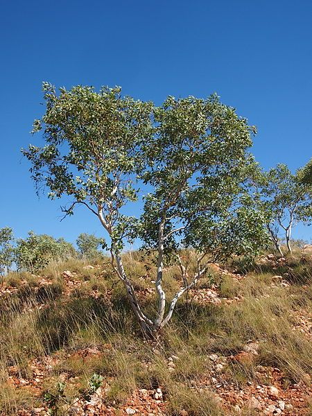 File:Eucalyptus leucophloia habit.jpg