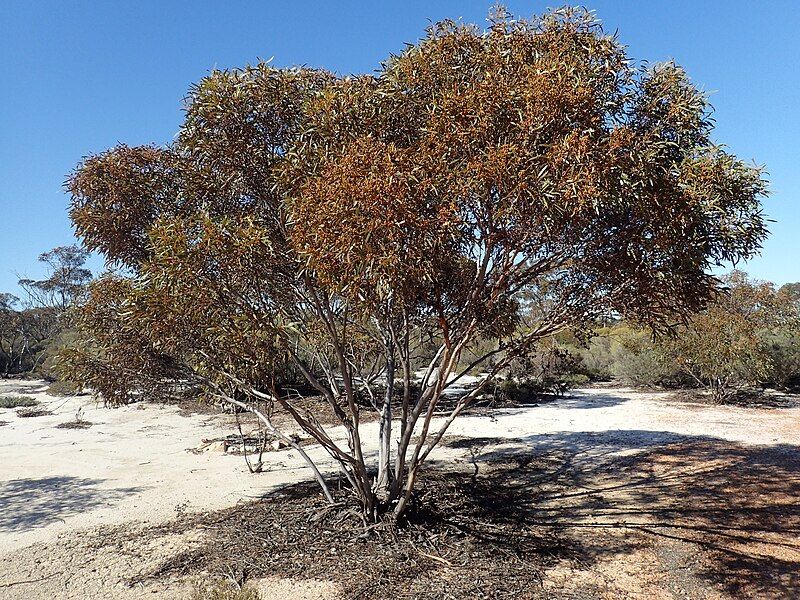 File:Eucalyptus pileata.jpg