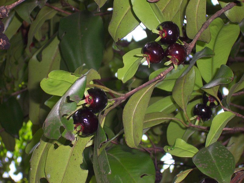 File:Eugenia brasiliensis2.JPG