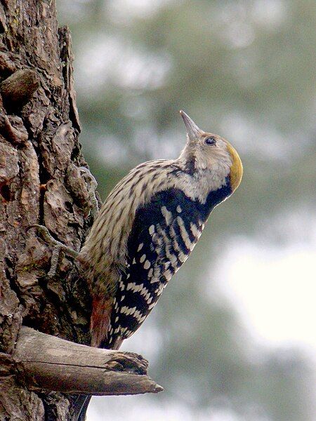 File:Female Brown-fronted Woodpecker.jpg