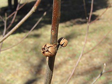 Fruit capsule