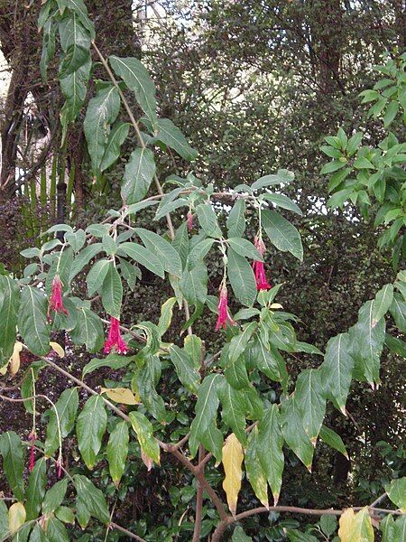 File:Fuchsia (AM AK312877-2).jpg