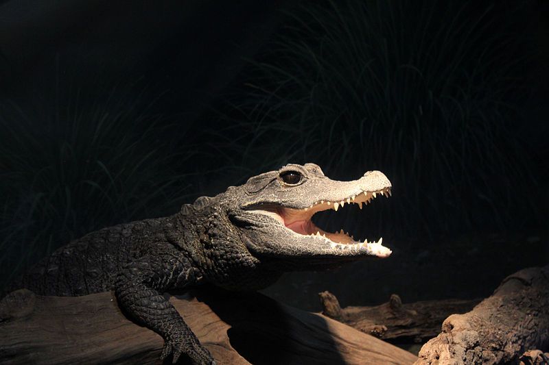 File:Gfp-dwarf-crocodile.jpg