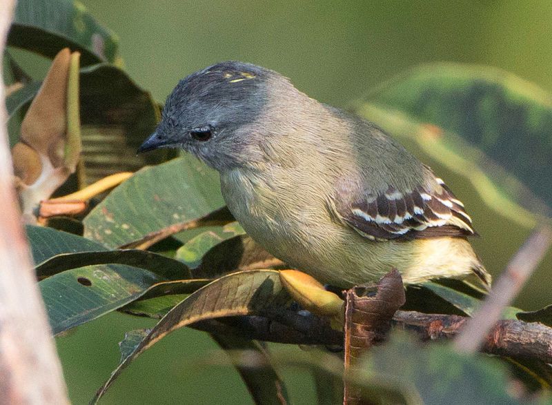 File:Gray Elaenia.jpg