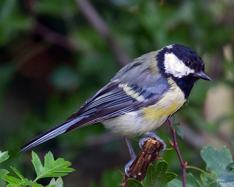 File:Great Tit (5852807374).jpg