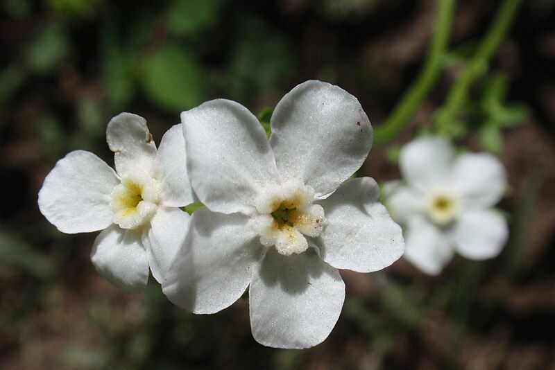 File:Hackelia Californica.jpg