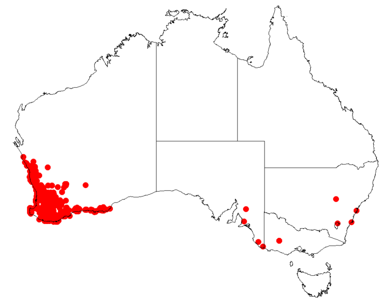 File:Hakea prostrataDistMap113.png