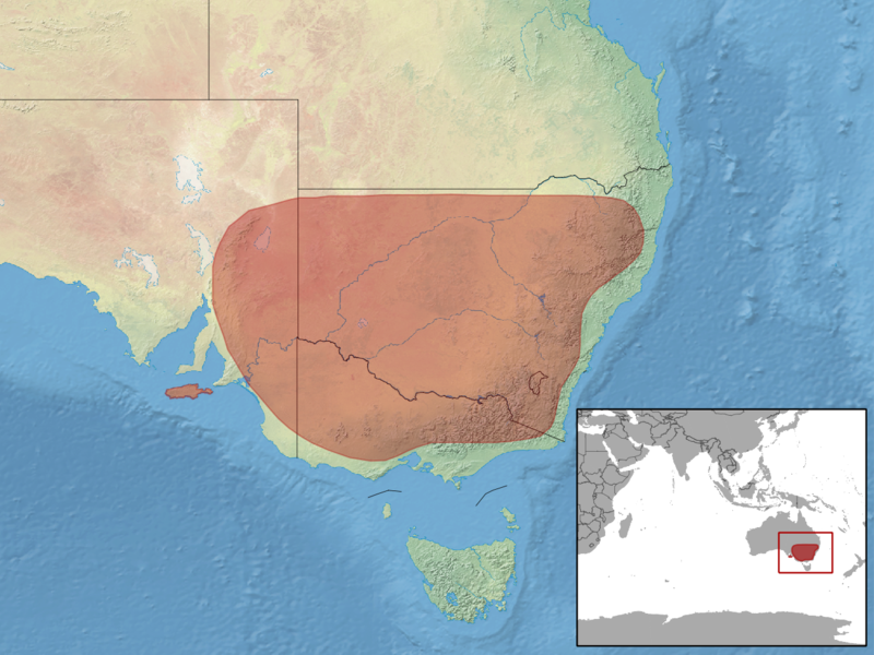 File:Hemiergis decresiensis distribution.png