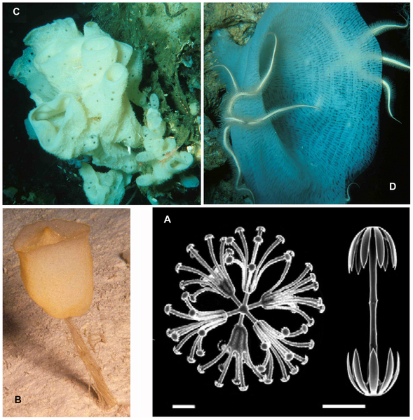 File:Hexactinellida diversity.png