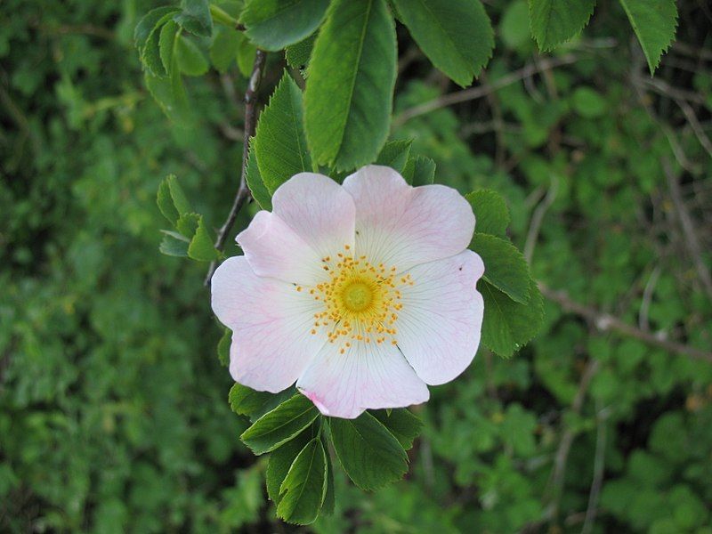 File:Hohentwiel Hunds-Rose.JPG