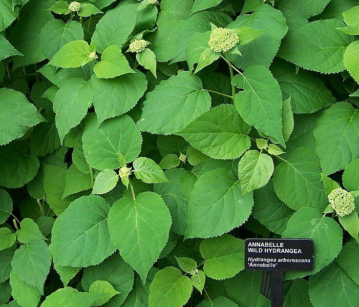 File:Hydrangea arborescens.jpg