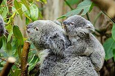 Koala (Phascolarctos cinereus)