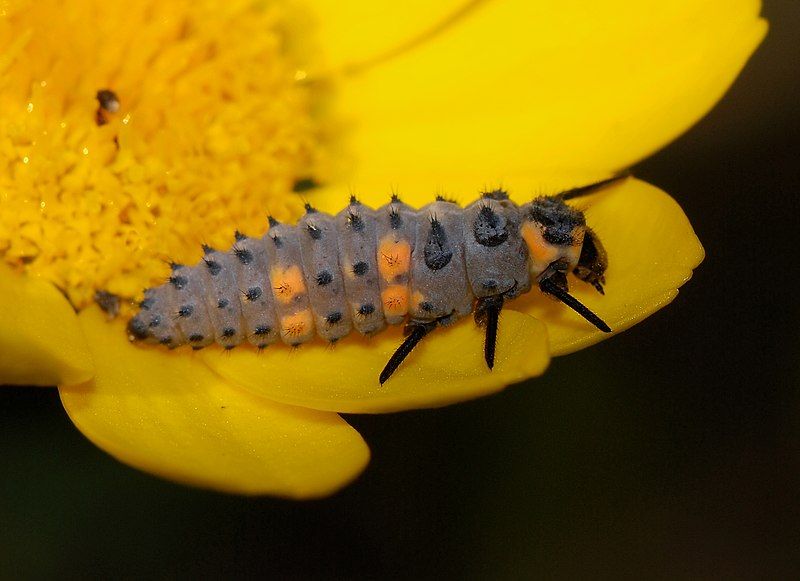 File:Ladybird May 2008-1.jpg