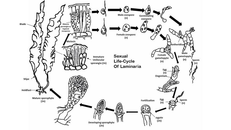 File:Laminaria Life Cycle.png