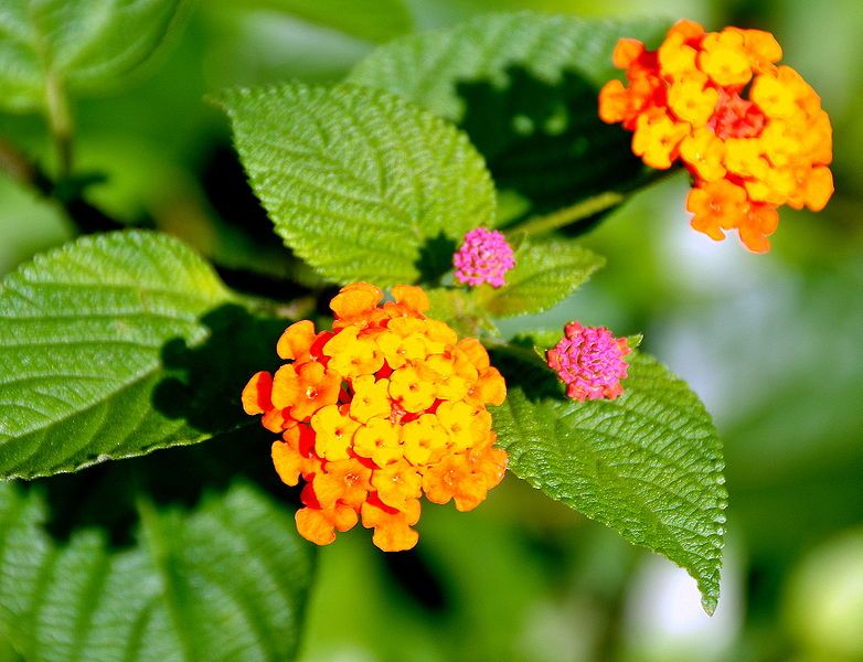 File:Lantana camara.jpg