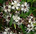 Leptospermum phylicoides