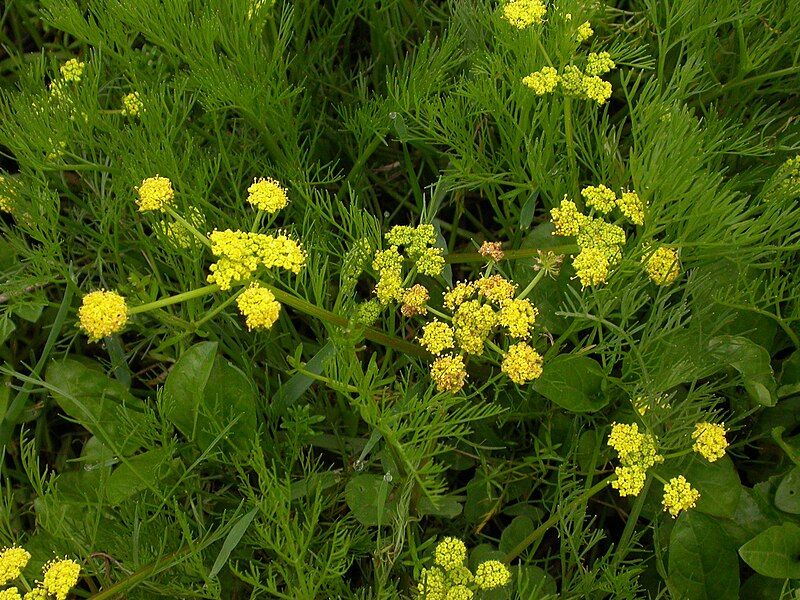 File:Lomatium bradshawii 2.jpg