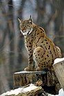 Spotted tawny Eurasian Lynx on a stump