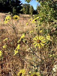 Growth with maroon-centered flower heads; Oregon