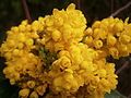 Mahonia aquifolium inflorescence