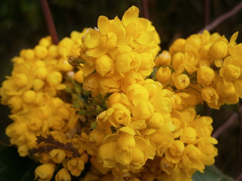 File:Mahonia aquifolium02.jpg