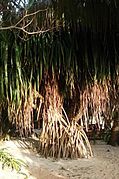 Pandanus tectorius