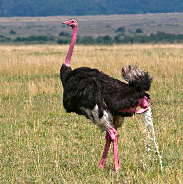 File:Male Masai ostrich.png