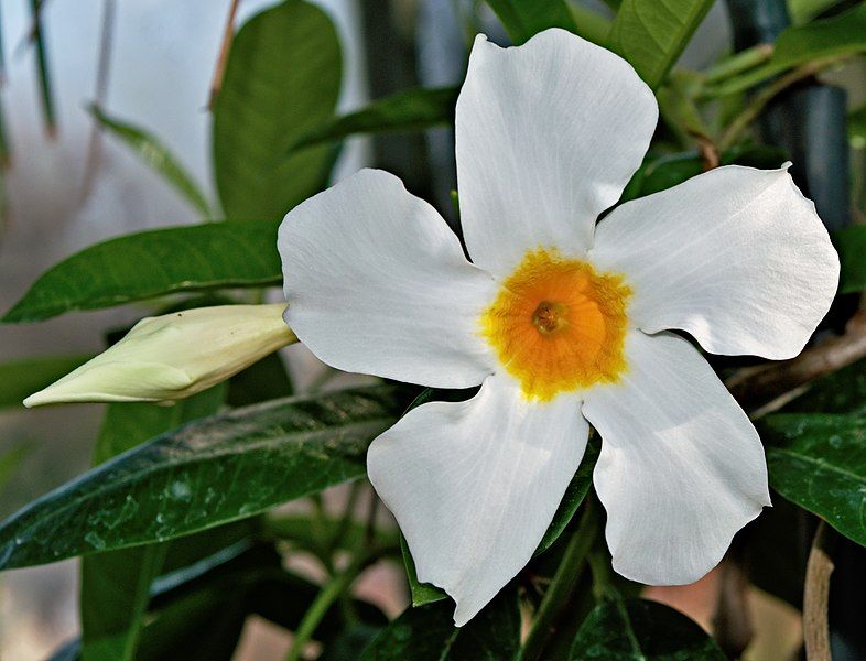 File:Mandevilla boliviensis.jpg