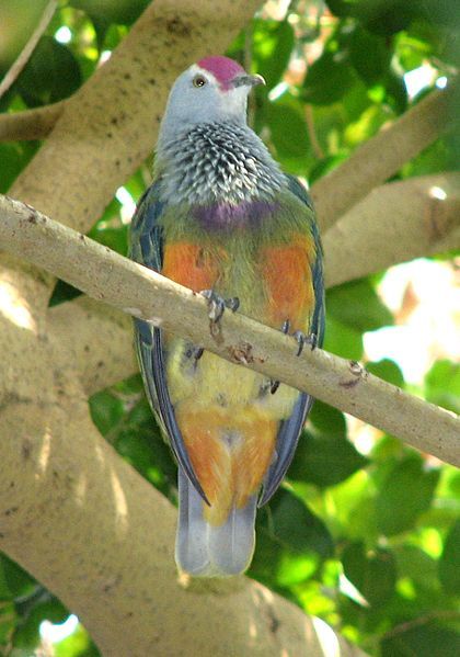 File:Mariana Fruit-dove2.jpg