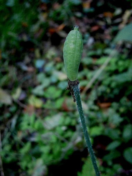 File:Meconopsis cambrica fruit.jpg