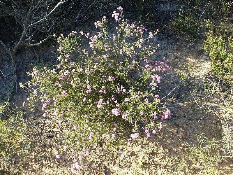 File:Melaleuca seriata (habit).JPG